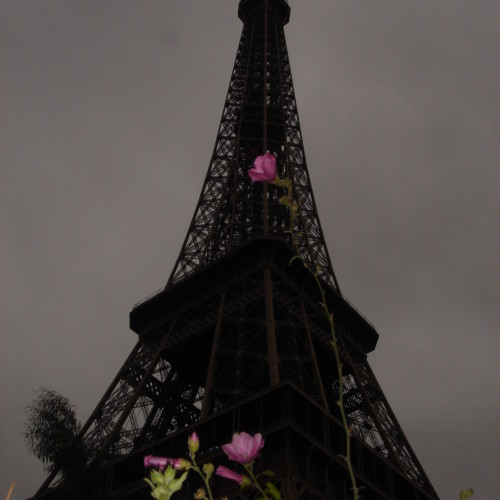 Eiffel Tower with mallow flowers